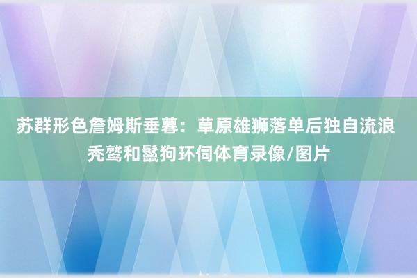 苏群形色詹姆斯垂暮：草原雄狮落单后独自流浪 秃鹫和鬣狗环伺体育录像/图片